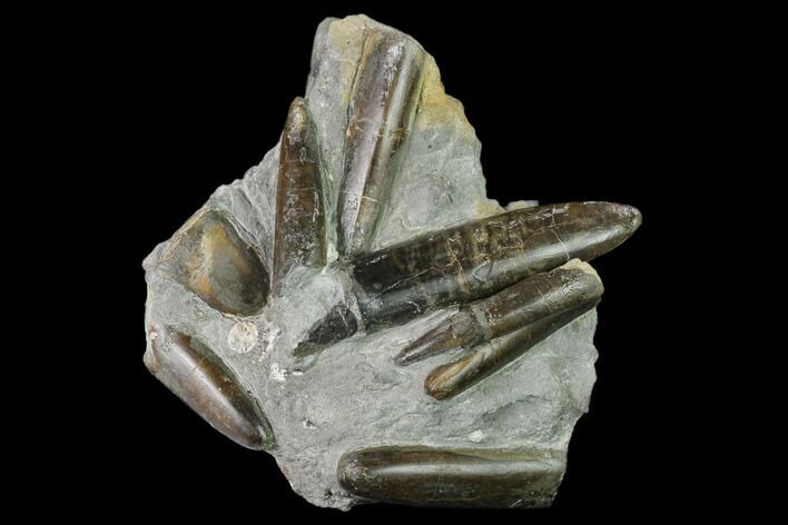 Fossil Belemnite (Paxillosus) Cluster - Mistelgau, Germany #139130